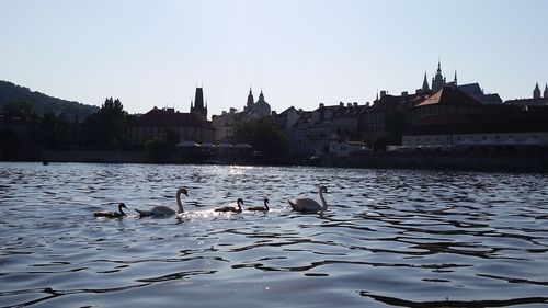 Swans swimming in lake against clear sky