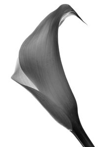 Low angle view of plant against white background