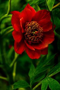 Close-up of red flower