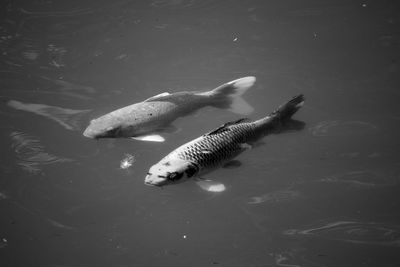 High angle view of fishes swimming in sea