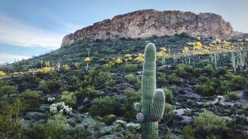 Cactus plants growing on landscape against sky