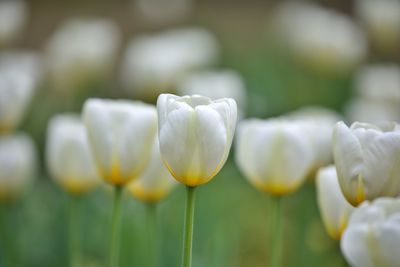 White tulips