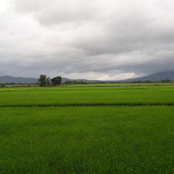 Scenic view of agricultural field against sky