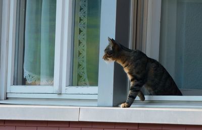 Cat looking through window