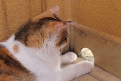 Close-up of cat relaxing