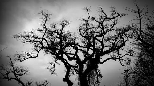 Low angle view of bare tree against sky