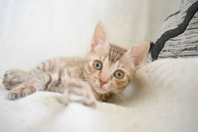 Portrait of cat lying down