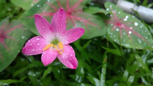 Close-up of wet flower blooming outdoors