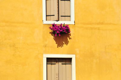 Flowers against yellow house windows