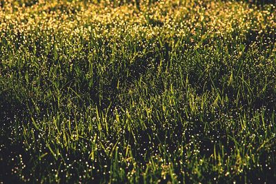 Full frame shot of flowering plants on field