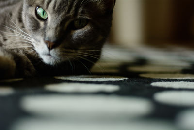 Close-up portrait of cat