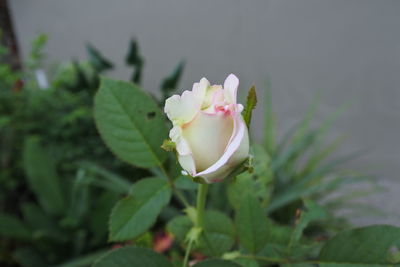 Close-up of pink rose