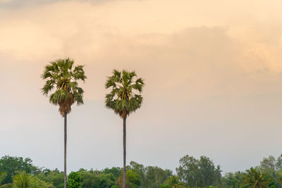 Beautiful high asian palmyra palm with golden sky background in thailand. sugar palm.