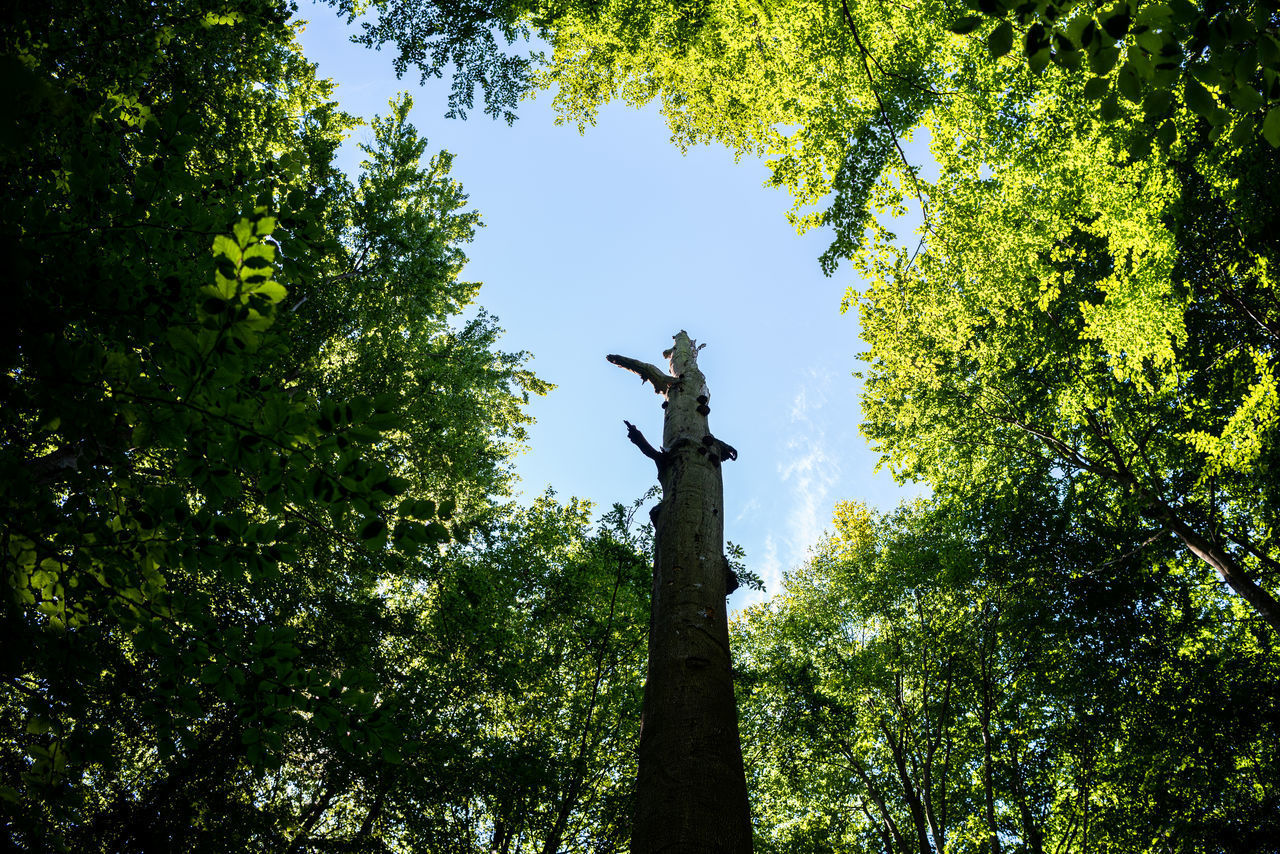 LOW ANGLE VIEW OF STATUE AGAINST TREES AGAINST SKY