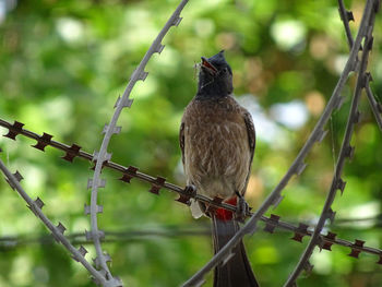 Close-up of bird perching on tree