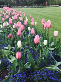 Close-up of tulips