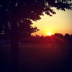 Silhouette trees on field against sky at sunset