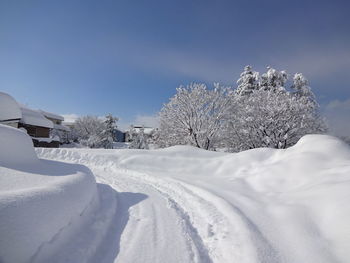 Snow covered plants against sky
