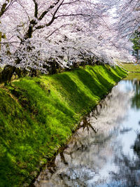 View of cherry blossom from canal