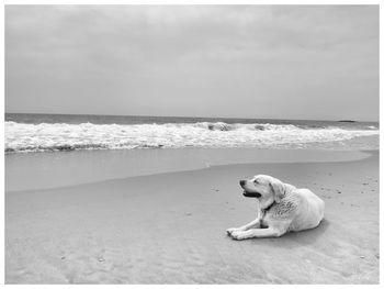 Dog relaxing on beach against sky