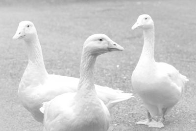 Close-up of three geese