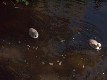 High angle view of duck swimming in lake