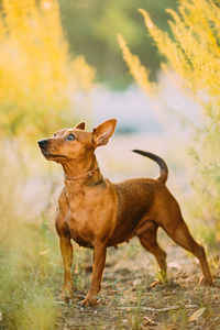 Dogs on field