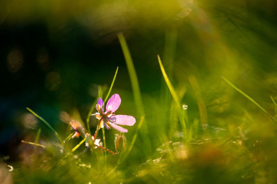 Close-up of purple flowering plant on field