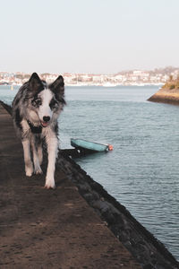 Dog standing by sea against sky