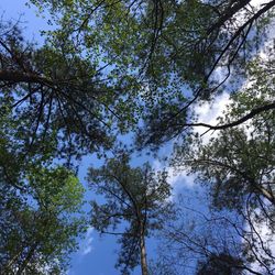 Low angle view of trees in forest