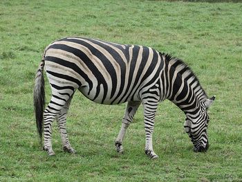 High angle view of zebra on field