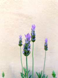 Close-up of purple flowering plant
