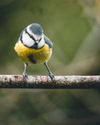 Close-up of bird perching on a branch