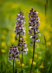 Close-up of purple flowering plant on field