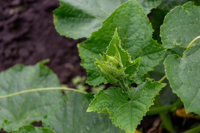 leaf