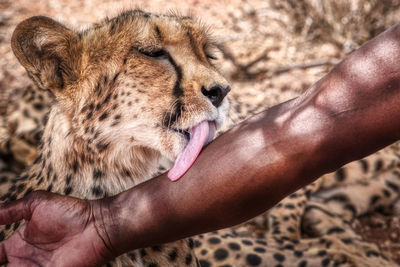 Close-up of hand holding cat