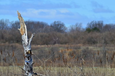 Close-up of horse on field against sky