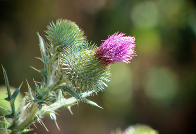 Onopordum acanthium or cotton thistle, is a flowering plant in the family asteraceae .