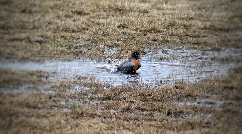 Duck swimming in a lake