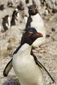 Isla pingüino - penguin island -southern rockhopper penguin