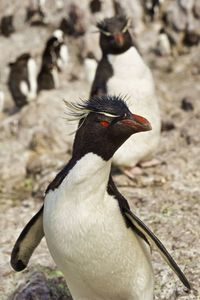 Close-up of penguin on rock