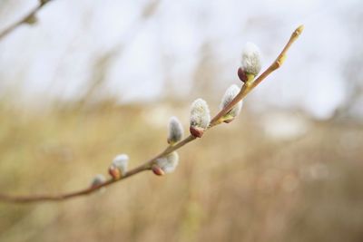 Close-up of plant