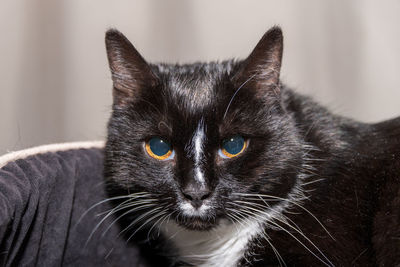 Close-up portrait of black cat