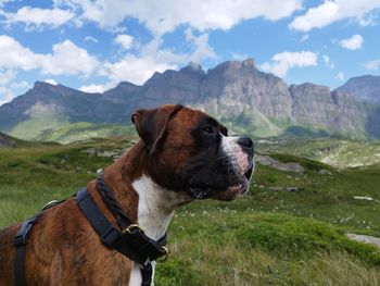 Dog standing on field