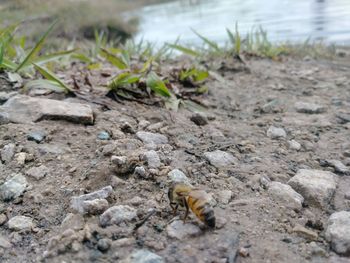 Close-up of insect on ground