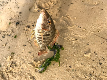 High angle view of starfish on sand