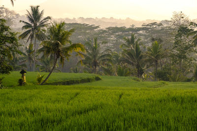 Scenic view of palm trees on field against sky