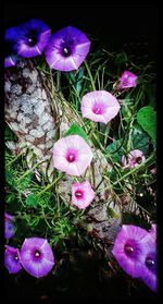 Close-up of pink flowers