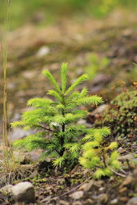 Close-up of fresh green plants