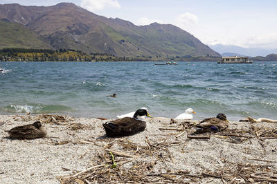 Flock of birds on beach